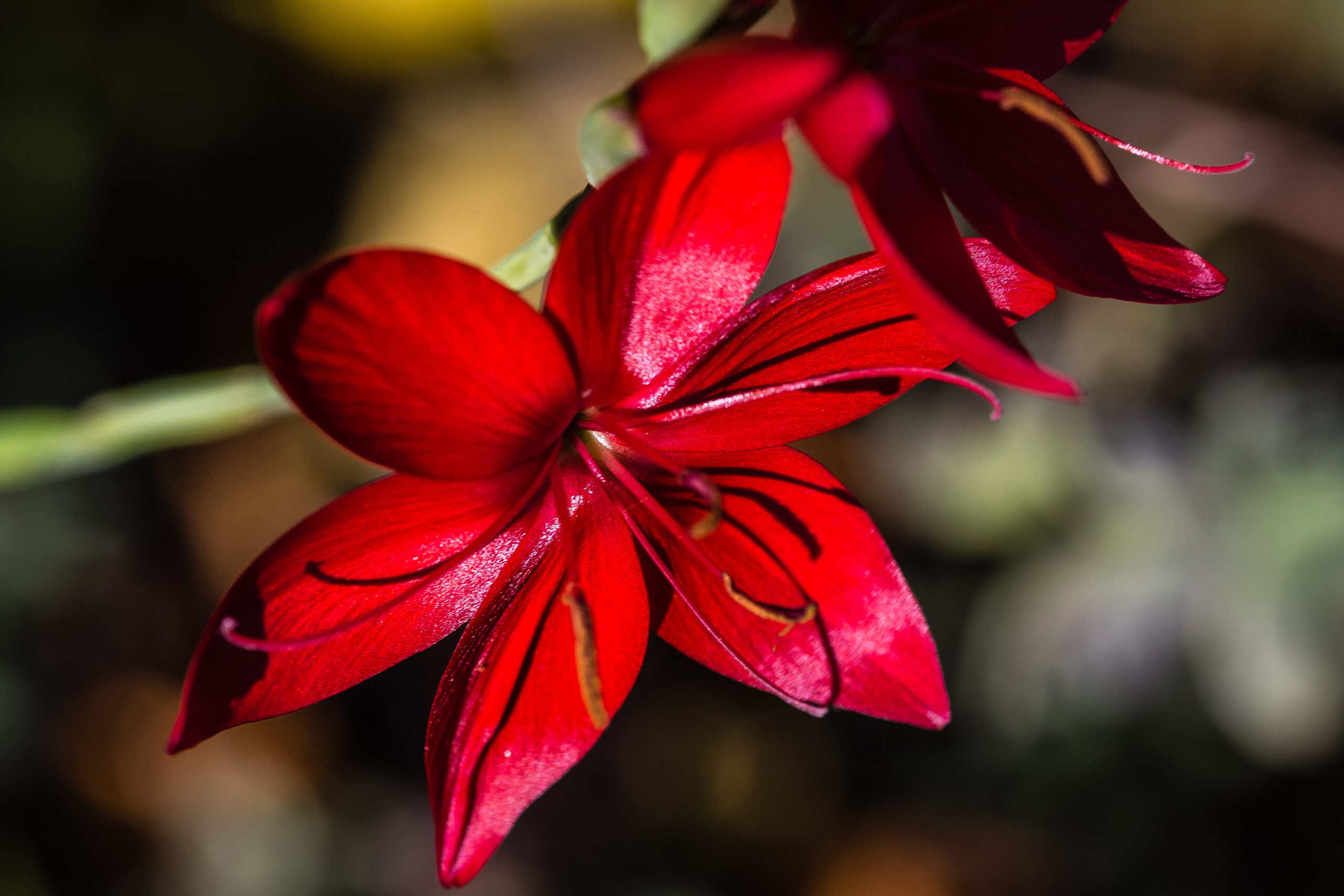 close-up-red-flowering-plant